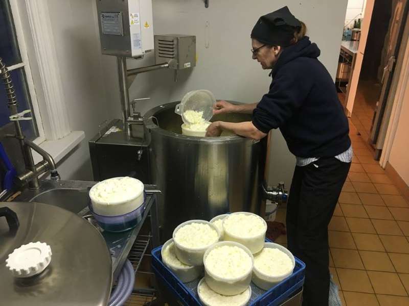 cheeses-making-milk-pasteurizer