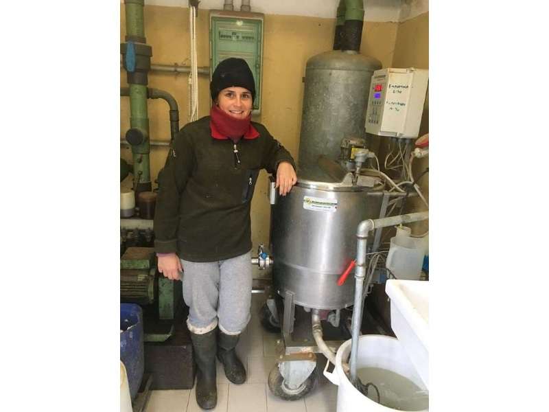 milk-pasteurizer-for-calves